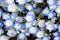 Close up of Nemophila Baby blue eyes flower background