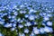 Close up Nemophila, Japan