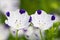 Close up of nemophila maculata