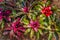 Close up of Neoregelia Bromeliaceae, Ornamental Bromiliad.