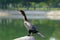 A close-up of neotropic cormorant.