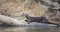 Close up of a neotropical otter lying on a fallen tree on a riverbank