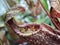 Close up of nepenthes