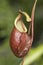 Close up of the nepenthes