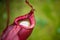 Close up of Nepenthes also called tropical pitcher plants or monkey cups in the plant nursery garden dangerous plant for insect