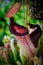 Close up of a Nepenthes carnivorus pitcher plant