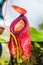 Close up of Nepenthes pitcher plant. Nepenthes Hookeriana Tricolors, pitcher family