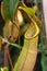 Close up Nepenthes plant in the Cloud Forest