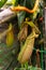 Close up Nepenthes plant in the Cloud Forest