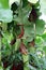 Close Up of a Nepenthes Truncata Carnivorous Plant