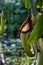 Close up of Nepenthes veitchii, or Veitch`s pitcher plant, is a Nepenthes species from the island of Borneo grown in its natural