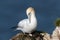 Close up of a nesting Northern gannet with egg