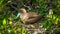 Close up of a nesting red red footed booby on isla genovesa in the galapagos