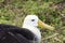 Close-up of a nesting waved albatross