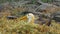 Close up of a nesting waved albatross on isla espanola in the galapagos