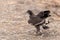 Close up of nestling or young Steppe eagle or Aquila on a ground