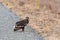 Close up of nestling or young Steppe eagle or Aquila on a ground