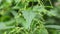 Close-up of a nettle leaf in the park