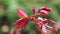 Close up of new born red rose leaves with water drops in a raining day