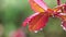 Close up of new born red rose leaves with water drops in a raining day