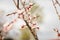 Close up new fresh apricot flowers in spring time in Orchard in selective focus