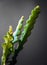 Close-up on the new growth on a fishbone cactus Epiphyllum Anguliger