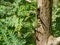 Close-up of new growth green leaves on the trunk of thuja tree Platycladus orientalis. Platycladus orientalis