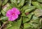 Close-up of New Guinea Impatiens purple plant