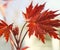 Close up of a new leaf growth on a Red Maple tree in early spring. Small white pollen spores can be seen on the surface of the le