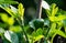 Close-up of new leaves and green fruit of common fig Ficus carica on  blurred green garden background.