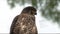 Close up of a new zealand falcon