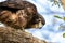 Close Up New Zealand Falcon Karearea