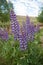 Close up of New Zealand Lupins