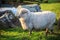 Close up new zealand merino sheep in rural livestock farm