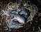Close-up newborn baby rabbits with nails, shut eyes, open ears and grey-black fur are sleeping in nature nest box top of mulched