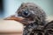 close-up of newborn bird with its tiny beak and eyes open