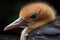 close-up of newborn bird's beak, eyes still closed