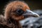 close-up of newborn bird's beak and feathers