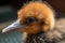 close-up of newborn bird's beak and feathers