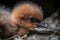 close-up of newborn bird's beak and feet, surrounded by fluffy feathers