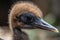 close-up of newborn bird's feathery head and beak