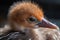 close-up of newborn bird's feathery head, with eyes still closed