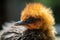 close-up of newborn bird's fluffy orange feathers
