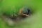 Close-up newborn birds in nest focus area at head