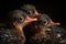 close-up of newborn birds' tiny beaks and eyes