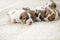 close-up of newborn Jack Russell terrier puppies on a light rug.