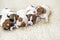 close-up of newborn Jack Russell terrier puppies on a light rug.