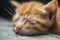 close-up of newborn kitten's fur, with its eyes closed and face peaceful