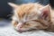 close-up of newborn kitten's fur, with its eyes closed and face peaceful