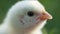 Close up newborn poultry yellow chicken beak on green grass field. Beautiful and adorable little chick on farm for